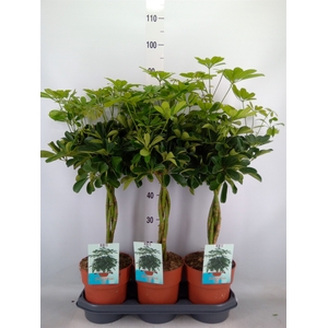 Schefflera arbor. 'Compacta'