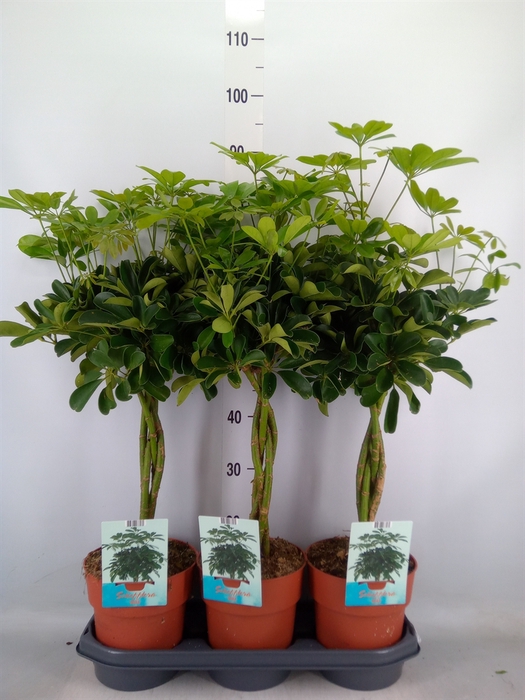 <h4>Schefflera arbor. 'Compacta'</h4>