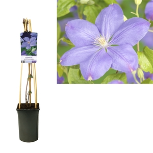 Clematis 'Mrs. Cholmondeley' +light label