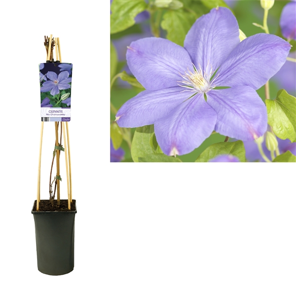 <h4>Clematis 'Mrs. Cholmondeley' +light label</h4>