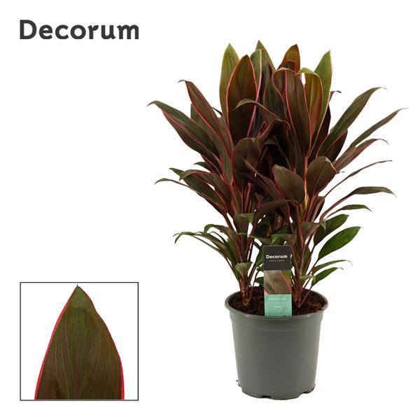 <h4>Cordyline Rumba Toef 19 cm (Decorum)</h4>