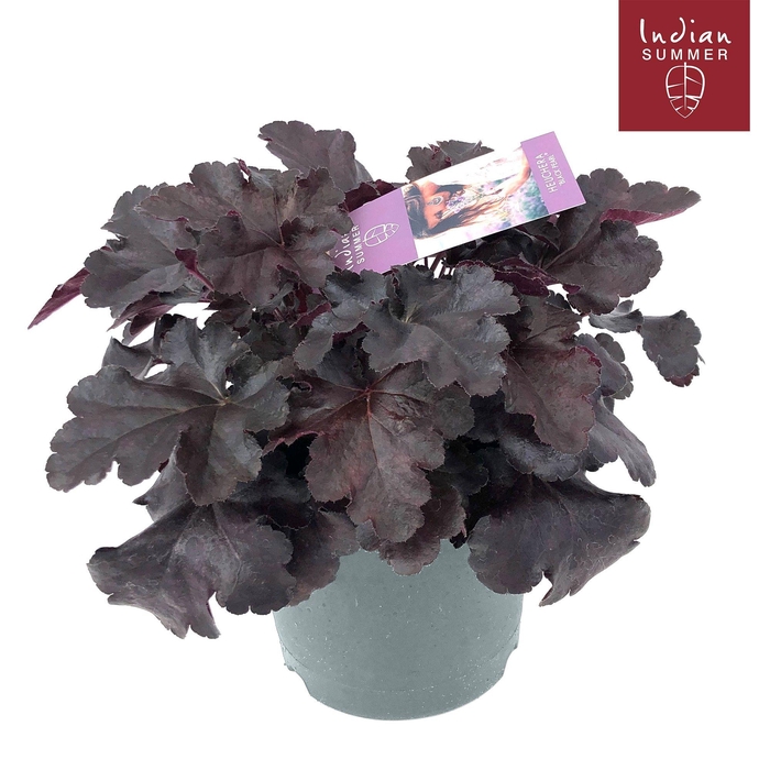 <h4>Heuchera Indian Summer P19 Black</h4>