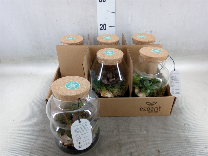 Arr.   Planten L%