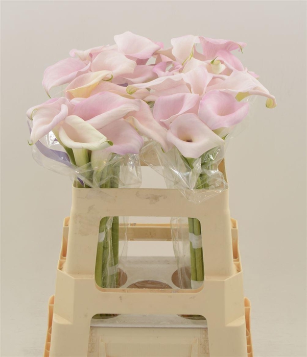 <h4>Calla Sweet Art | Heavy Quality</h4>