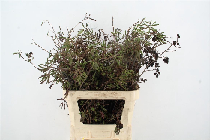 <h4>Elzenprop Bs</h4>