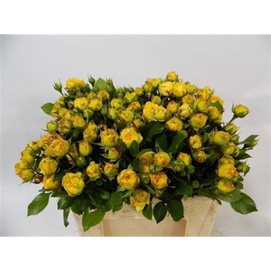 R Tr Lemon Pompon Freiland