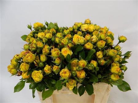 <h4>R Tr Lemon Pompon Freiland</h4>