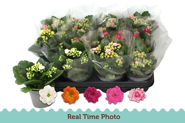 <h4>KAL GE GEM 5 KL</h4>