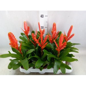 Vriesea  'Sparkle'