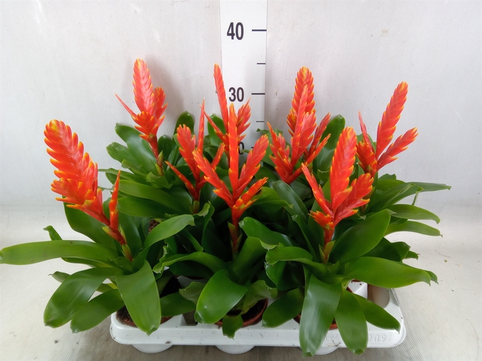 <h4>Vriesea  'Sparkle'</h4>