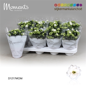 Kalanchoe Moments - White