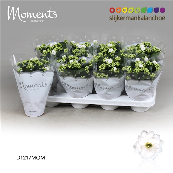 <h4>Kalanchoe Moments - White</h4>