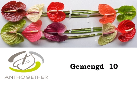 <h4>Anthurium Mix</h4>
