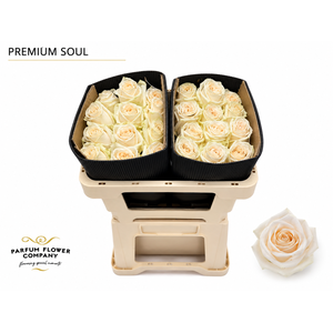 Rosa Premium Soul