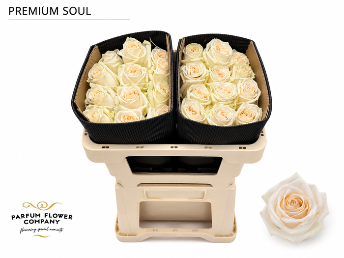 <h4>Rosa Premium Soul</h4>