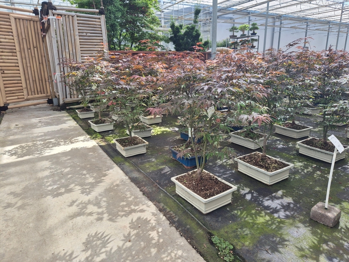 <h4>Acer palmatum "atropurpureum", pot 30cm.</h4>