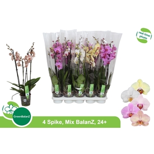 PHAL GEM