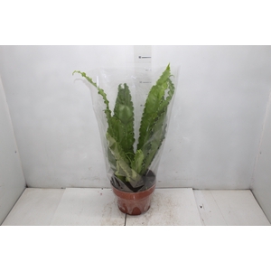 ASPLENIUM OSAKA CRESPO P19
