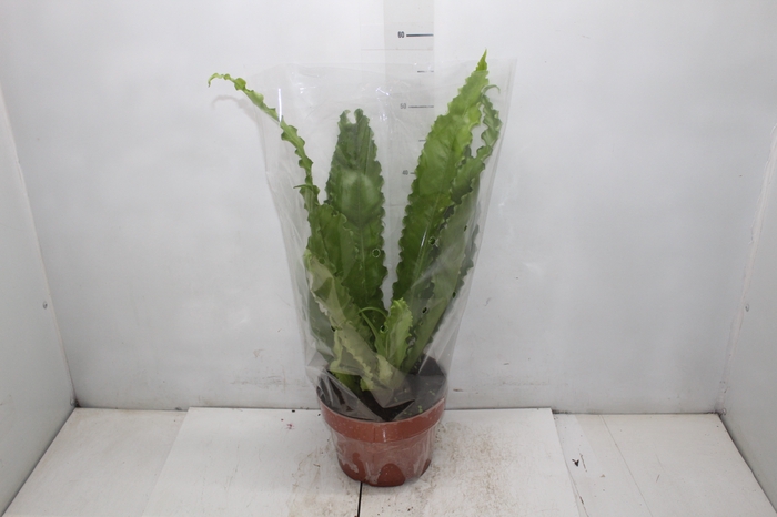 <h4>ASPLENIUM OSAKA CRESPO P19</h4>