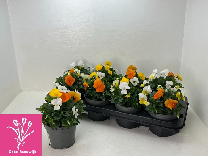 <h4>VIO TRICOLOR</h4>