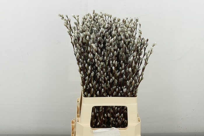 <h4>Salix Caprea Snow Flake (ch) Fres 70cm</h4>