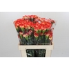 Dianthus St Zenit