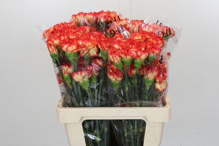 Dianthus St Zenit
