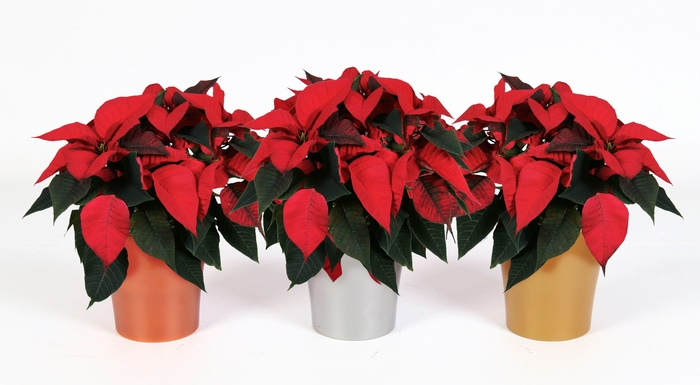 <h4>EUPHOR P SUPERBA</h4>