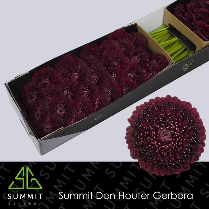 <h4>GE MB BLACK PEARL Doos</h4>