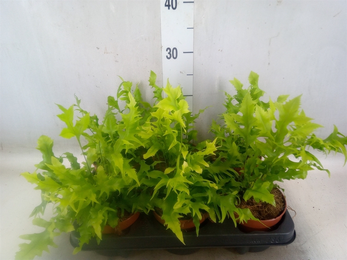 <h4>Ferns   ...</h4>