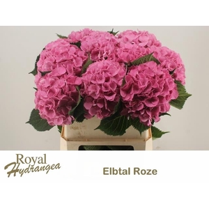 HYDR M ELBTAL RZ