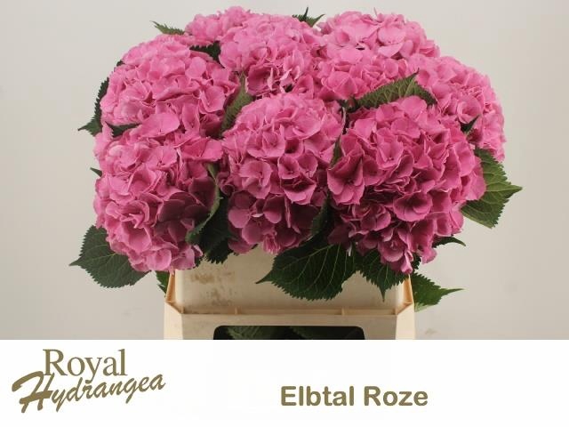 <h4>HYDR M ELBTAL RZ</h4>