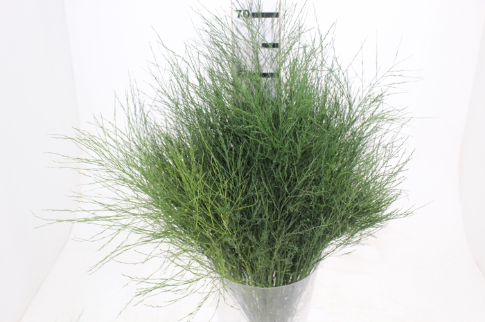 <h4>FOLHAGEM ASPARGO VASSOURINHA</h4>
