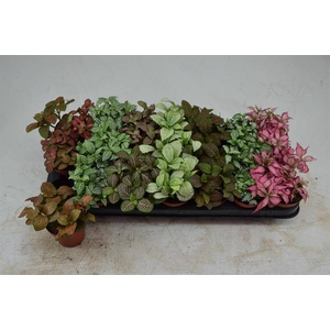 Fittonia mix 8,5Ø 12cm