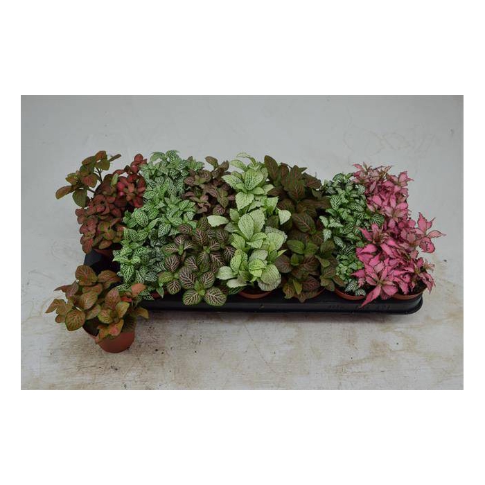 <h4>Fittonia mix 8,5Ø 12cm</h4>