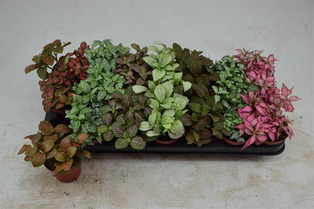 Fittonia mix 8,5Ø 12cm