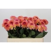 Dahlia Chanel