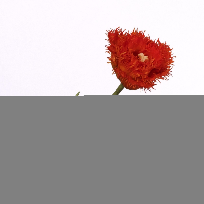 Tulipa Crispa Orange FL440263ORA
