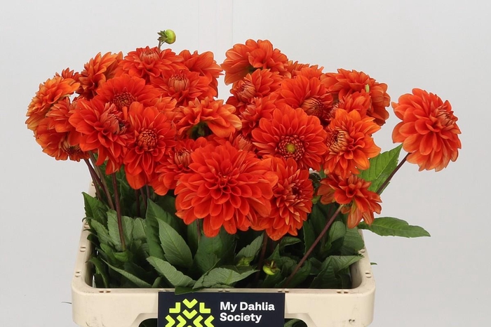 <h4>Dahlia Happy Halloween</h4>