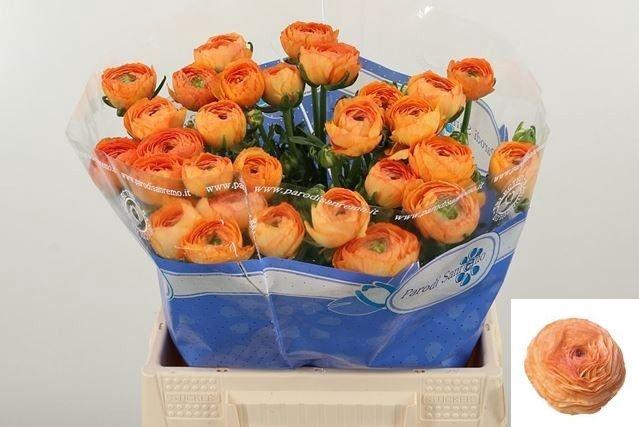 <h4>RAN SU MANDARINO</h4>