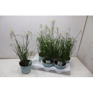 Rhynchospora Colorat