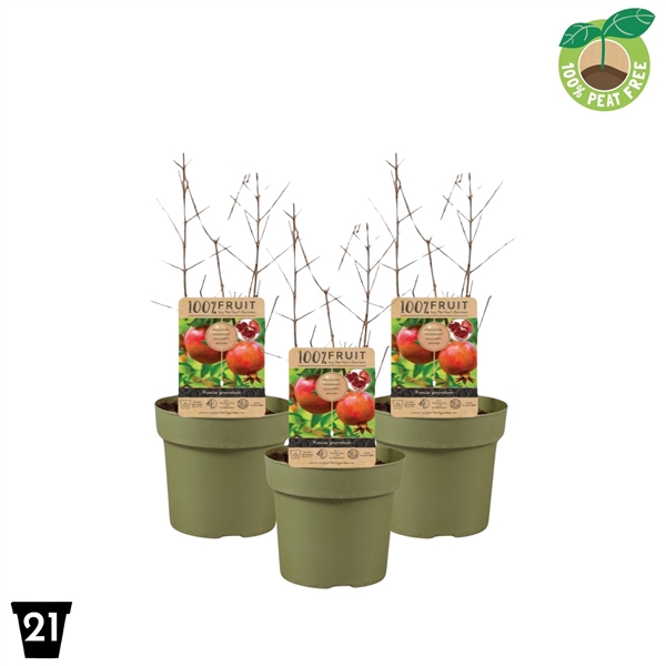 <h4>Punica granatum 'Early' 100% Fruit, P21</h4>