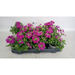 Verbena   ...