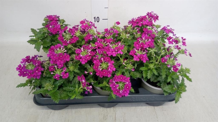 <h4>Verbena   ...</h4>