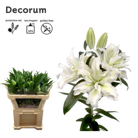 <h4>Lelies Li Or Du Rl Aisha</h4>