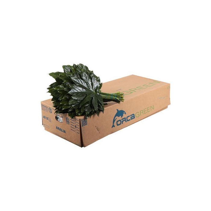 <h4>ARALIA 50 CM ORCA</h4>