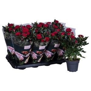 Nolina Roses Ø 13 cm Red