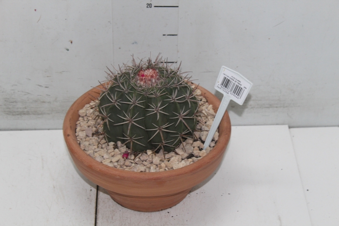 <h4>CACTUS CABECA FRADE VB4 MIN 20 CM</h4>