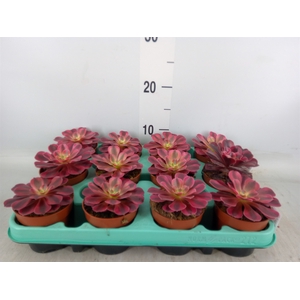 Aeonium   ...