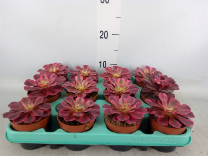 <h4>Aeonium   ...</h4>
